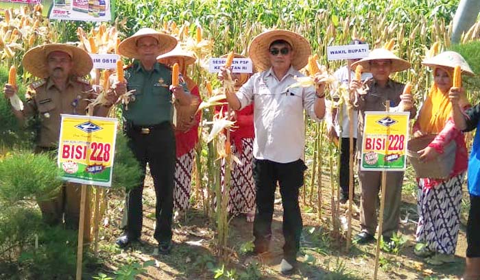 Panen Jagung Malang, Sesditjen PSP Apresiasi Kerja Keras Petani